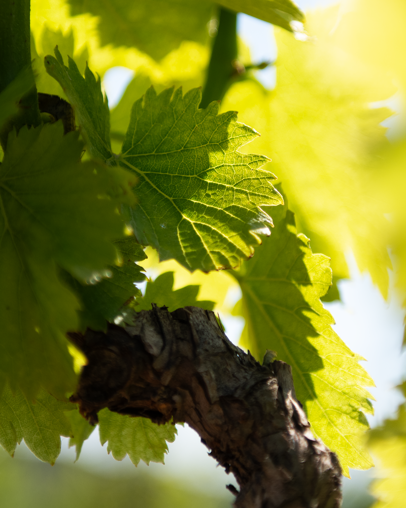 Beau Domaine by Brad Pitt & Famille Perrin