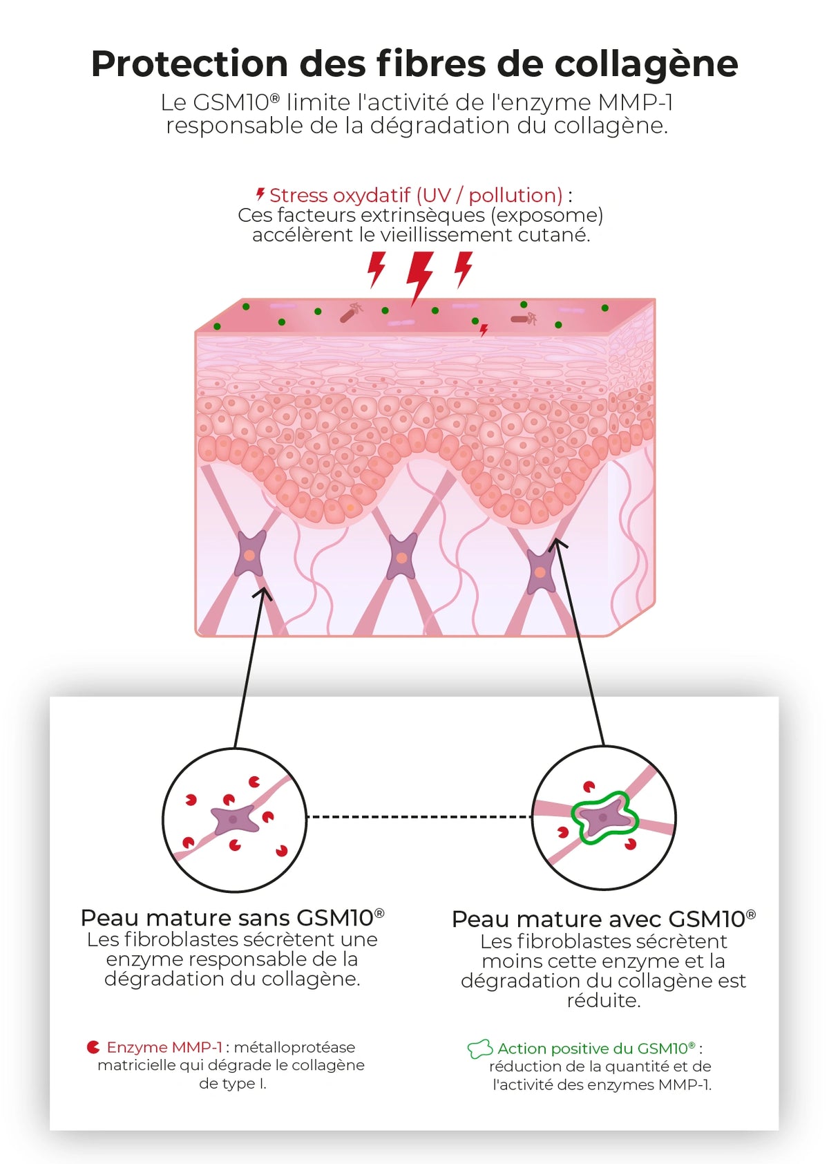 GSM10_EN_2_collagene-100 - fr.webp