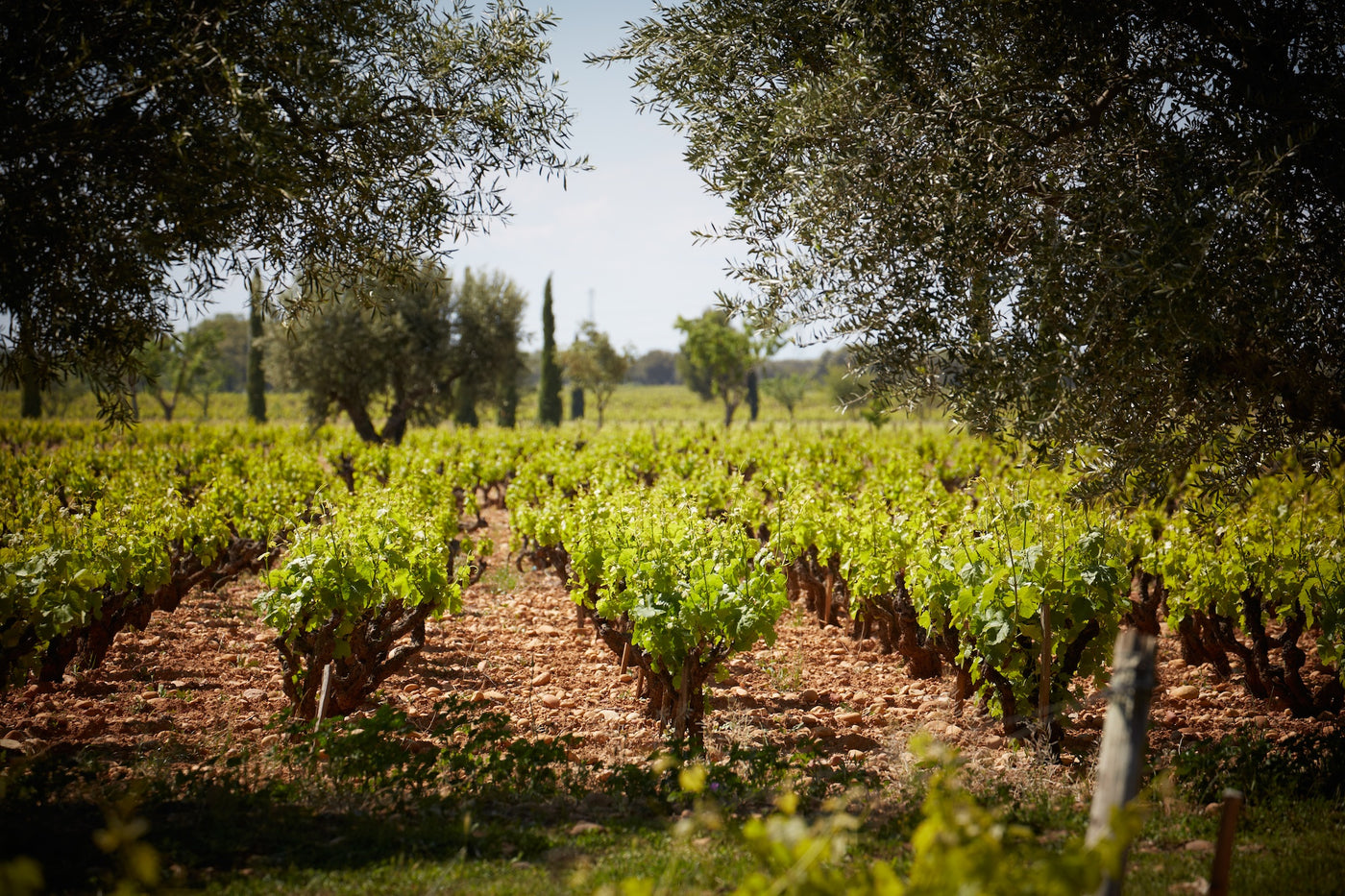 Beau Domaine by Brad Pitt & Famille Perrin